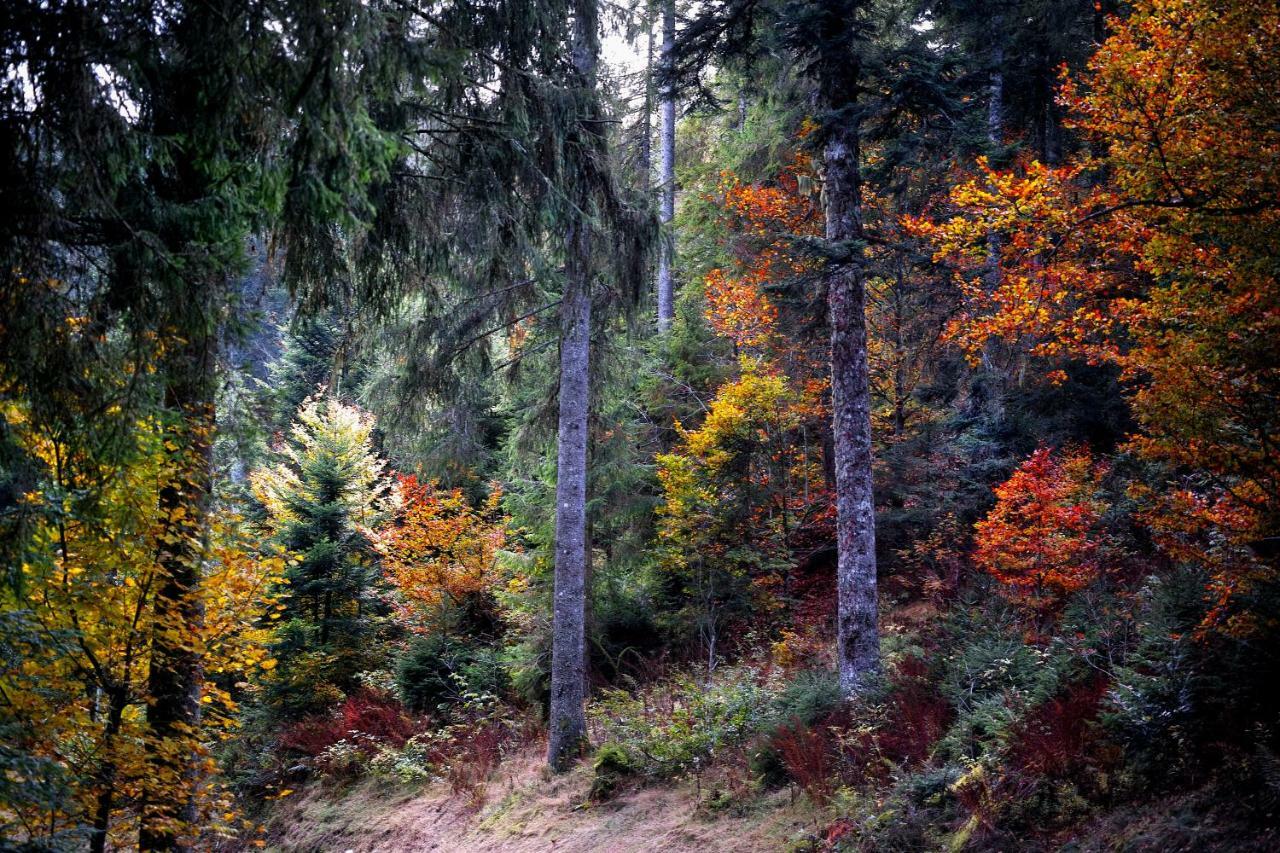 C3 Albmatte-Fewo Sauna, Hallenbad Aussenbecken Massagen Nebenan St. Blasien Dış mekan fotoğraf