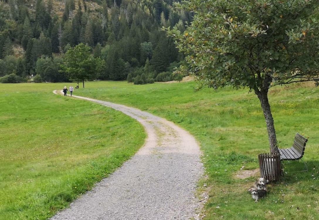 C3 Albmatte-Fewo Sauna, Hallenbad Aussenbecken Massagen Nebenan St. Blasien Dış mekan fotoğraf