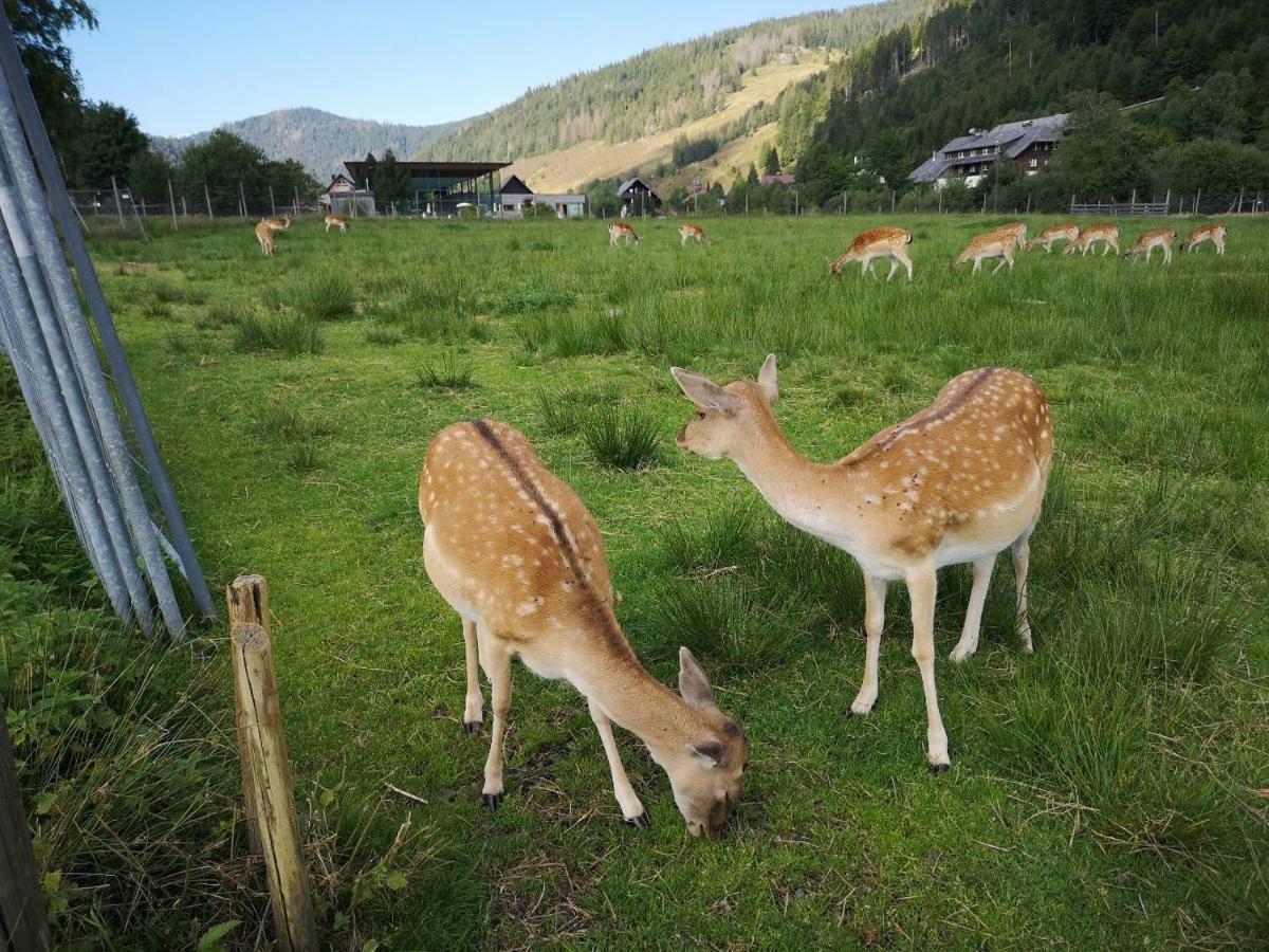 C3 Albmatte-Fewo Sauna, Hallenbad Aussenbecken Massagen Nebenan St. Blasien Dış mekan fotoğraf